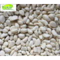 Bulk IQF Frozen Fresh Peeled Garlic Cloves